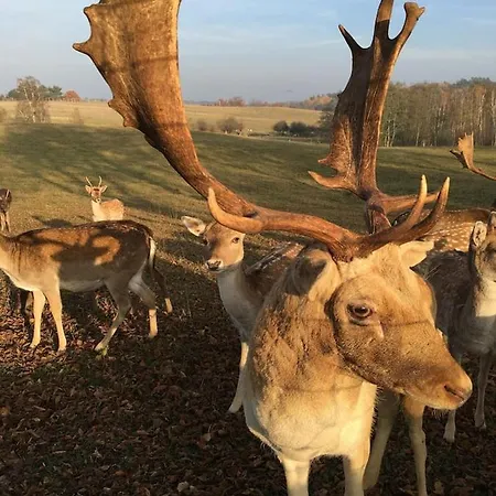 Im Naturschutzgebiet Gelegene Templin