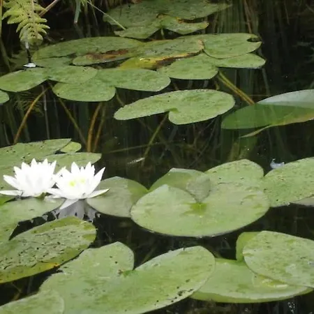 Apartmán Im Naturschutzgebiet Gelegene