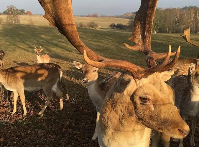 Im Naturschutzgebiet Gelegene Templin